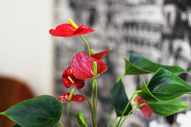 fiore di anthurium in un interno classico. messa a fuoco selettiva. - flower shop flower flower market store foto e immagini stock