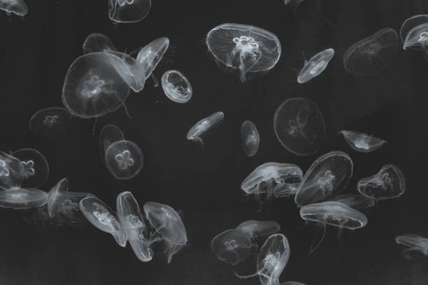many jellyfish in black and white