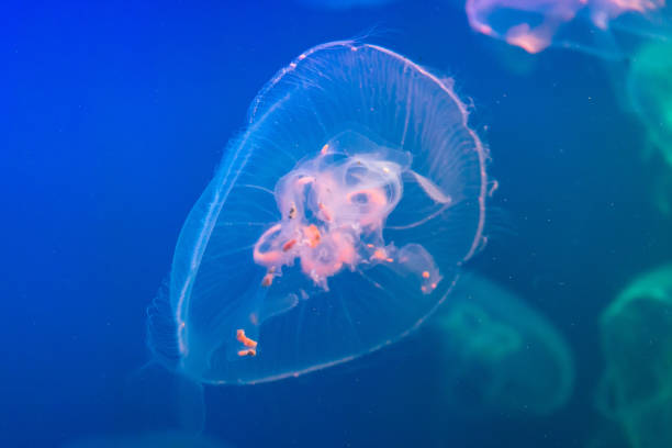 istock blue with white jellyfish on blue background 1137564473