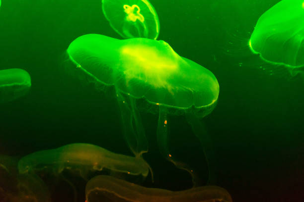 istock green jellyfish on green background 1137564474