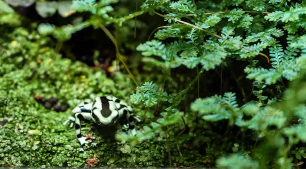 Photo of Limosa harlequin frog (Atelopus limosus) on the grass close