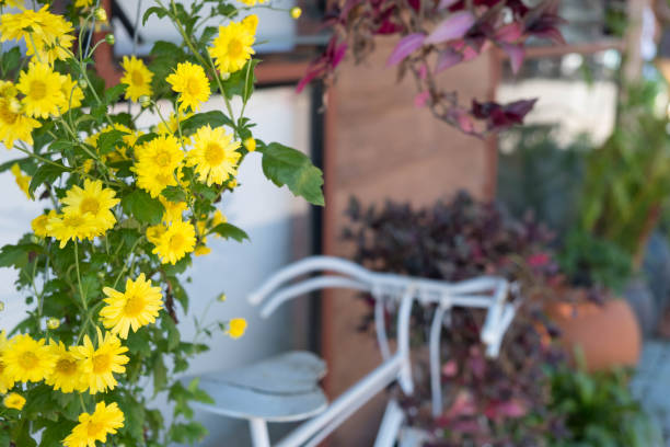 istock Yellow daisy flowers  , there is blurred white old bicycle in the background 1137566497