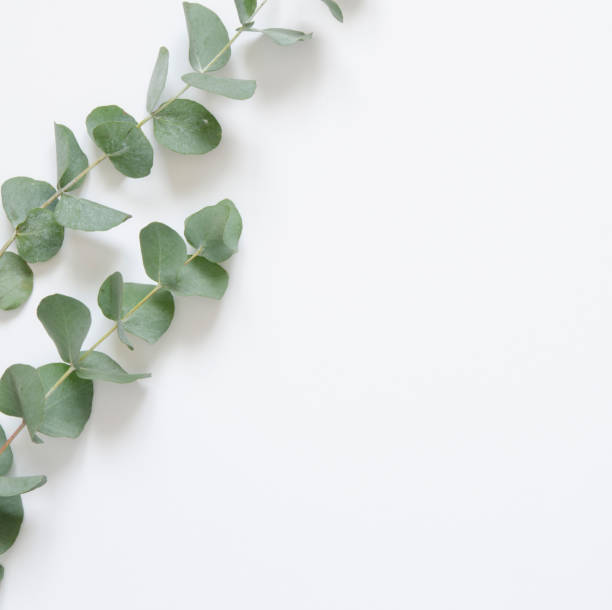 istock Eucalyptus leaves on white background. Flat lay, top view, copy space 1137566979
