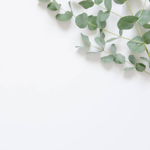istock Eucalyptus leaves on white background. Flat lay, top view, copy space 1137567037