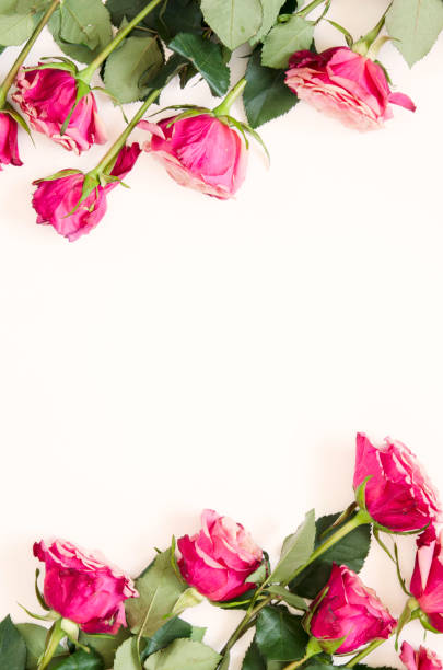 istock Flowers composition. Frame made of rose flowers on white background. Flat lay, top view, copy space. - Image 1137567047