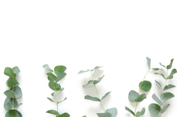istock Eucalyptus leaves on white background. Flat lay, top view, copy space 1137567068