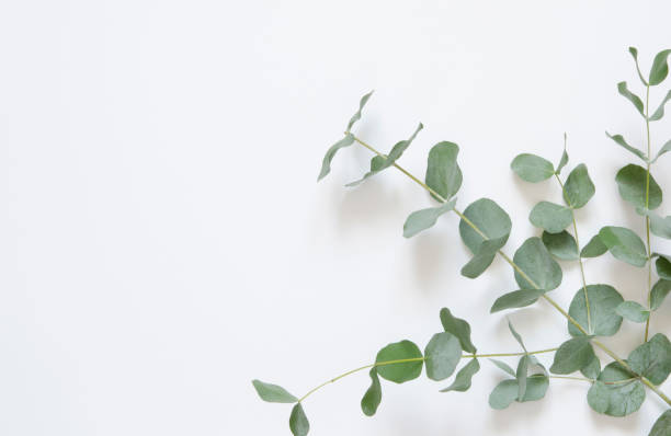 istock Eucalyptus leaves on white background. Flat lay, top view, copy space 1137567077