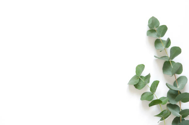 istock Eucalyptus leaves on white background. Flat lay, top view, copy space 1137567079