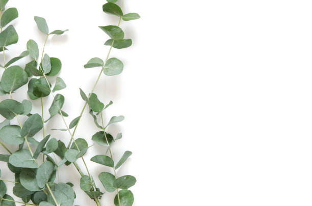 istock Eucalyptus leaves on white background. Flat lay, top view, copy space 1137567118