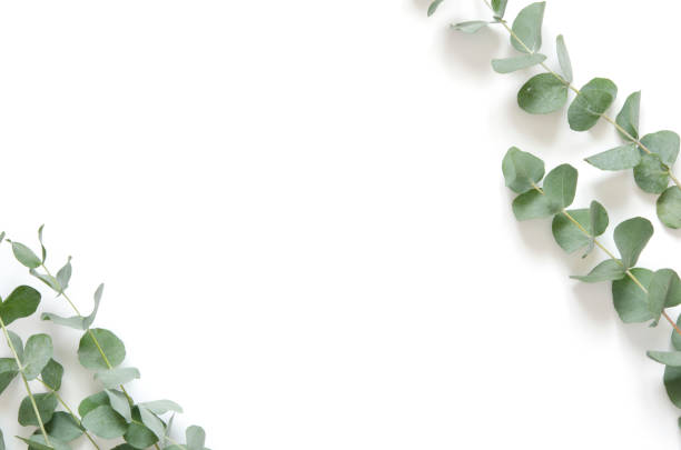 istock Eucalyptus leaves on white background. Flat lay, top view, copy space 1137567150
