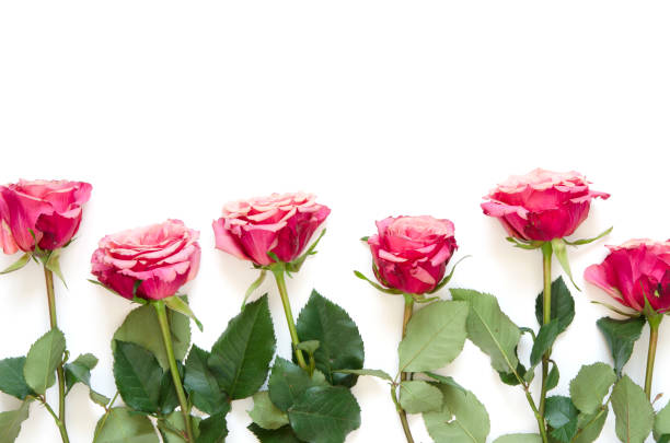istock Flowers composition. Roses flowers on white background. Flat lay, top view, copy space. - Image 1137567152