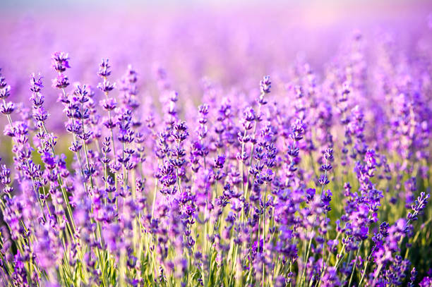 istock Lavender flowers - Sunset over a summer purple lavender field. 1137567208
