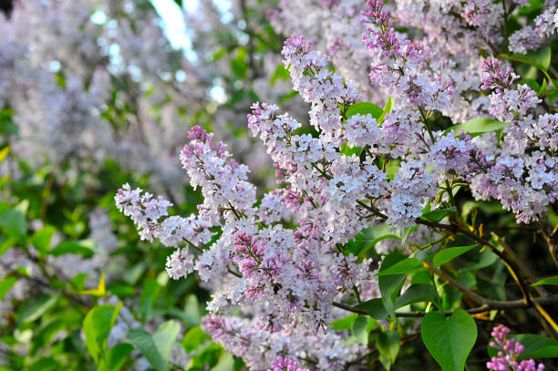 istock Lilac flowers. Gardening. 1137567219