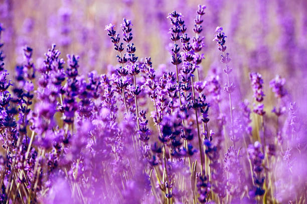 istock Lavender flowers - Sunset over a summer purple lavender field. 1137568051