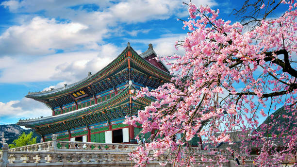 kirschblüten im frühjahr, seoul in korea. - südkorea fotos stock-fotos und bilder