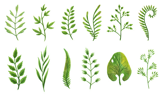 Vector designer elements set collection of green greenery art foliage natural leaves herbs in watercolor style. Decorative beauty elegant illustration for design