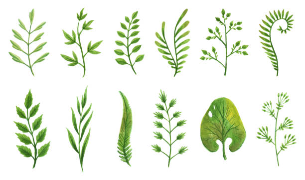 Vector designer elements set collection of green greenery art foliage natural leaves herbs in watercolor style. Decorative beauty elegant illustration for design Vector designer elements set collection of green greenery art foliage natural leaves herbs in watercolor style. Decorative beauty elegant illustration for design frond stock illustrations
