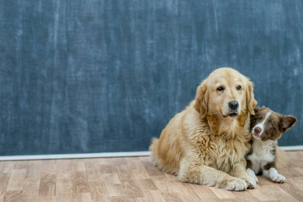 istock Old dog and young pup 1137568763