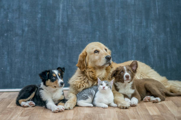 animali domestici sdraiati insieme sul pavimento - rescue training” foto e immagini stock