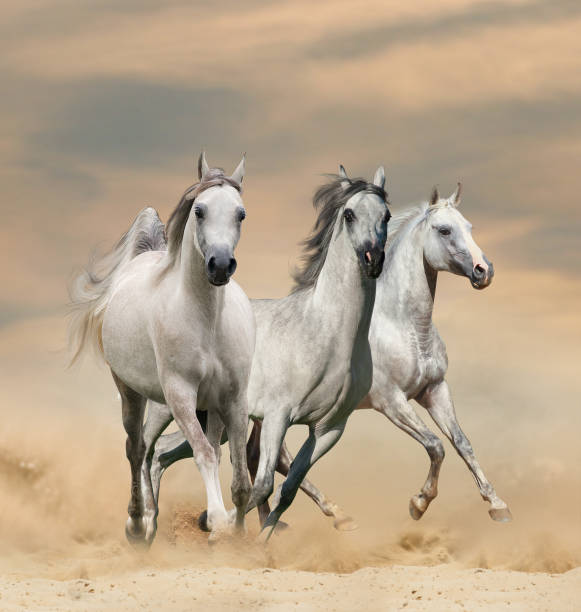 istock Beautiful arabian horses in desert 1137569702