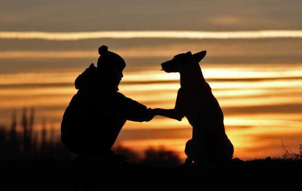 istock Boy and dog on sunset background 1137569809