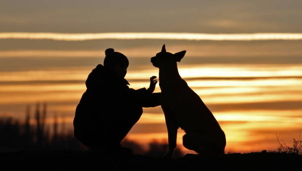 istock Boy and dog on sunset background 1137569883
