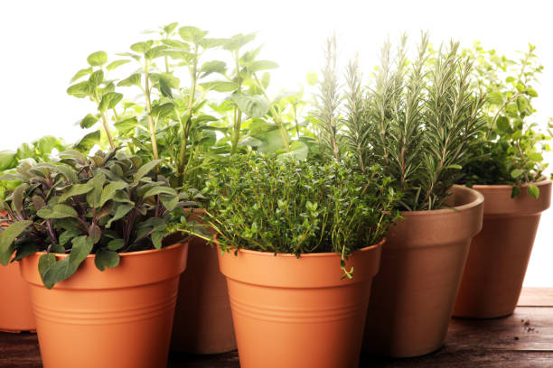 istock Homegrown and aromatic herbs in old clay pots on rustic background 1137569959