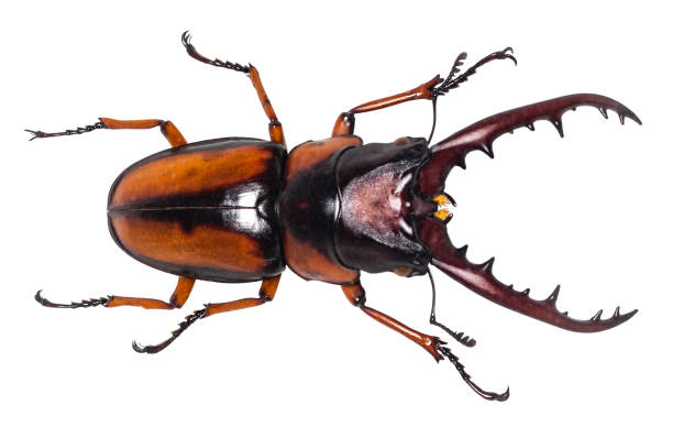 istock Lucanus cervus stag beetle isolated on white 1137570012