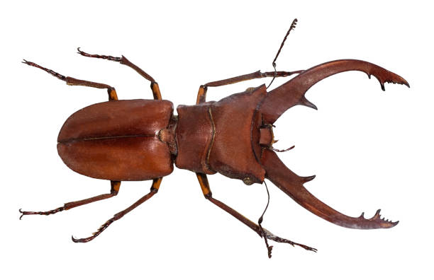 istock Lucanus cervus stag beetle isolated on white 1137570015