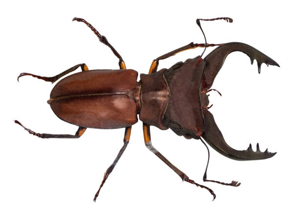 istock Lucanus cervus stag beetle isolated on white 1137570019