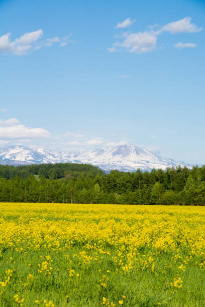 istock Field in which yellow wildflowers bloom Mt.Daisetu 1137570173