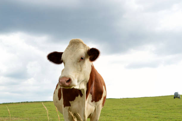 istock Dairy cow in a green pasture 1137570869