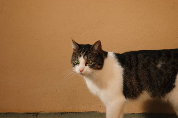 istock cute cat staring in the distance 1137571003