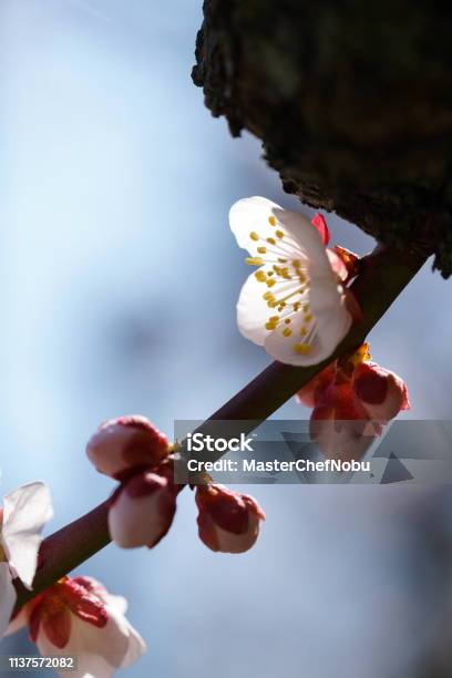 Plum Bungo White Stock Photo - Download Image Now - Abstract, Beauty, Beauty In Nature