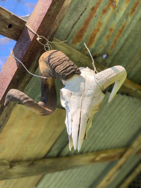 istock The scull of ram with horn 1137572629