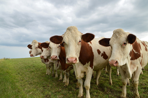 Rebaño de vacas lecheras, o ganado lechero photo