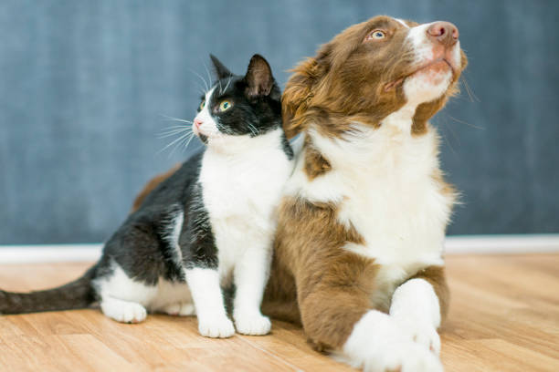 istock Cute cat and dog portrait 1137572787