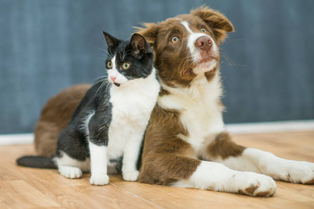 istock Cute cat and dog portrait 1137572790