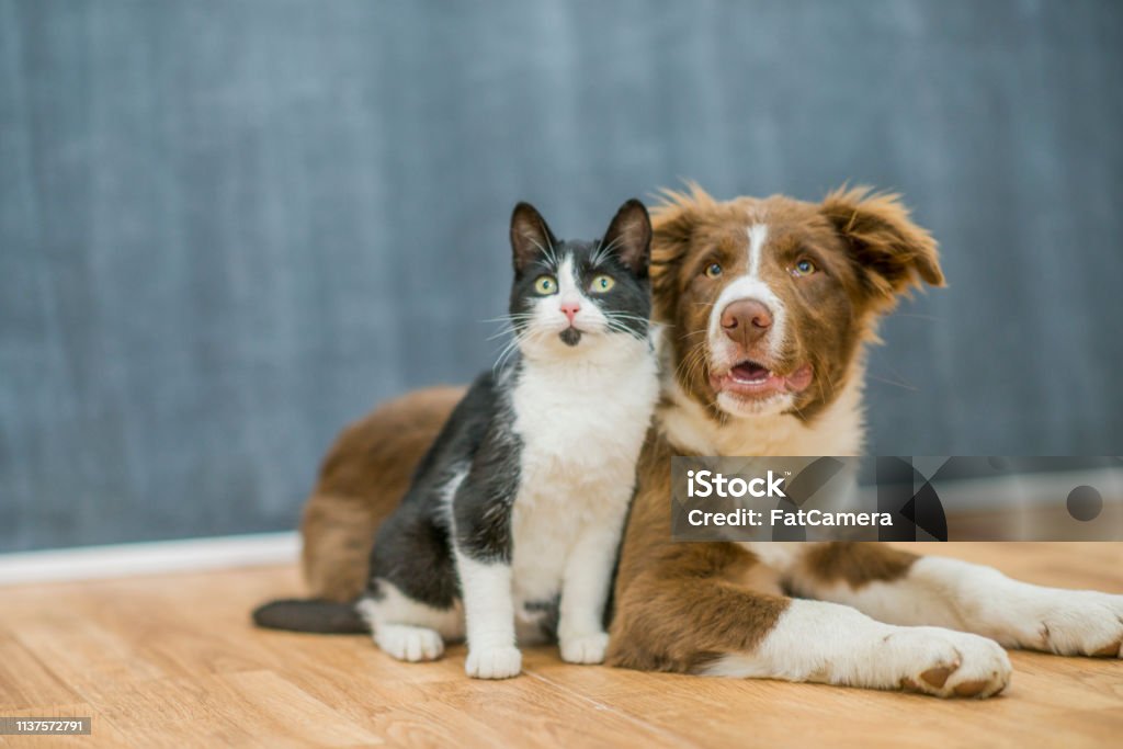 Cute cat and dog portrait A black and white cat is sitting next to a brown and white border collie. The animals are on wood flooring in an indoor studio. Dog Stock Photo