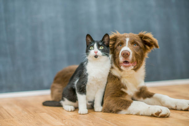 Cute cat and dog portrait A black and white cat is sitting next to a brown and white border collie. The animals are on wood flooring in an indoor studio. feline photos stock pictures, royalty-free photos & images