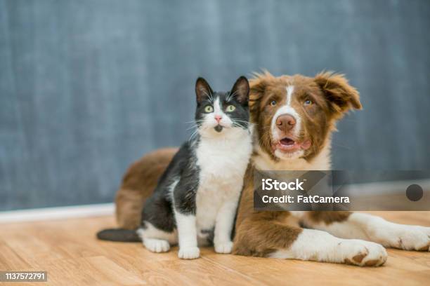 Cute Cat And Dog Portrait Stock Photo - Download Image Now - Dog, Domestic Cat, Puppy