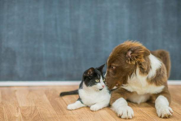 istock Cute cat and dog portrait 1137572794