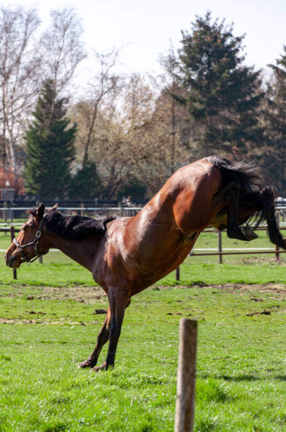 istock Bucking Horse in Pasture 1137572874