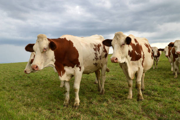 istock Herd of dairy cows, or dairy cattle 1137573049