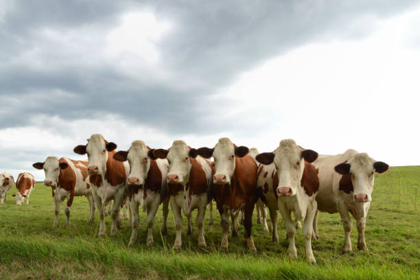 istock Herd of dairy cows, or dairy cattle 1137573128