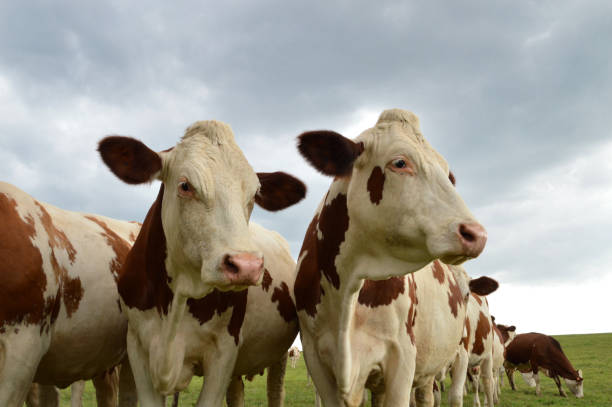 istock Herd of dairy cows, or dairy cattle 1137573149