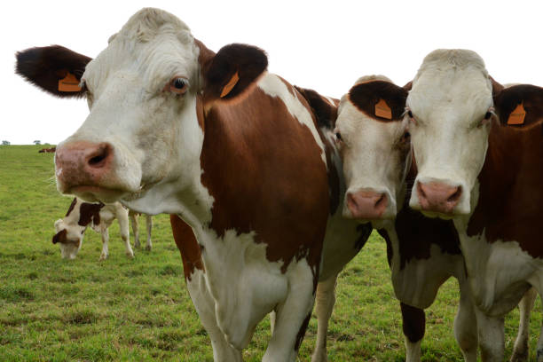 istock Herd of dairy cows, or dairy cattle 1137573478