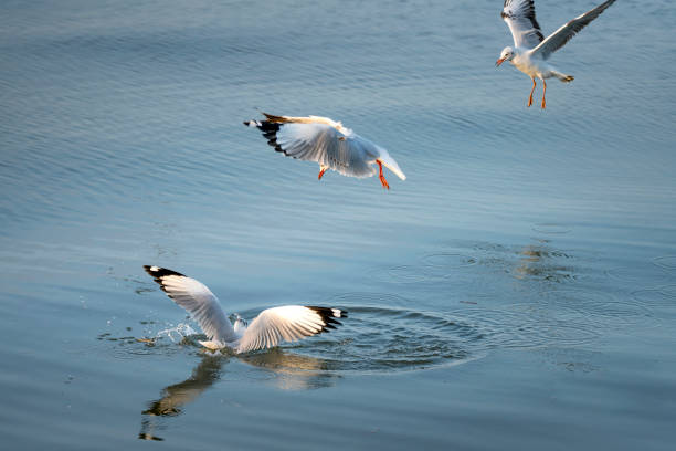 Seagull catching the fish in the sea