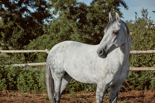 Beautiful, quiet, white horse waits in paddock. Animals on the ranch.