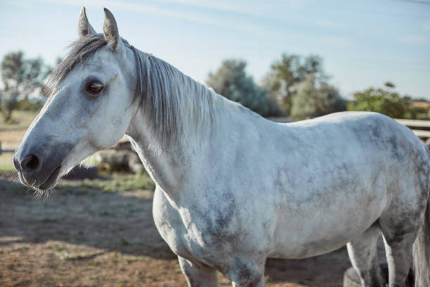 istock Beautiful, quiet, white horse waits in paddock 1137574639